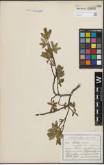 Foto von Salix hastata L.